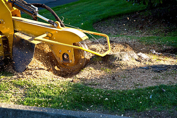 Best Tree Cutting Near Me  in Greenwood, DE